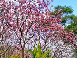 鹿寨天气预报，读懂天空的密语，守护小城的日常