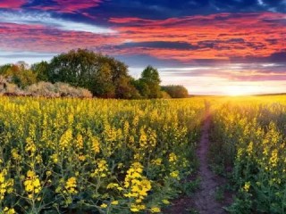 悉尼天气（悉尼天气预报30天查询结果最新）