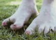 脚底长了像水泡一样的东西很痒（脚底长了像水泡一样的东西很痒是脚气吗）
