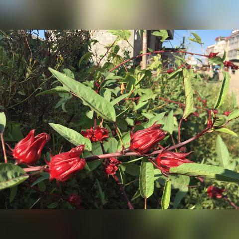 红桃k下载官网免费版V13.82.299.195苹果版本-好用 红桃k下载官网免费版V13.82.299.195苹果版本-好用