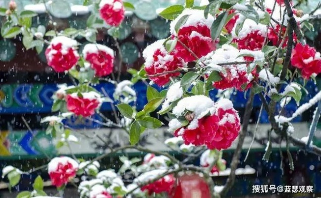 下周天气,冷暖交替,雨雪试探春意 下周天气,冷暖交替,雨雪试探春意